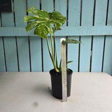 Load image into Gallery viewer, #B16 Monstera Thai Constellation