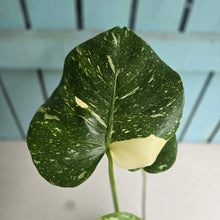 Load image into Gallery viewer, #B16 Monstera Thai Constellation