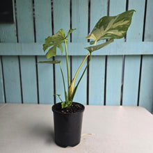 Load image into Gallery viewer, #B16 Monstera Thai Constellation