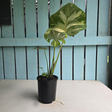 Load image into Gallery viewer, #B16 Monstera Thai Constellation