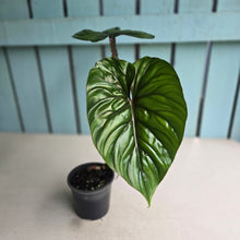 Load image into Gallery viewer, #H60 Philodendron Plowmanii