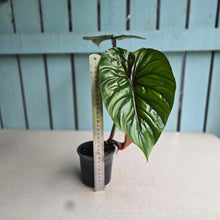 Load image into Gallery viewer, #H60 Philodendron Plowmanii