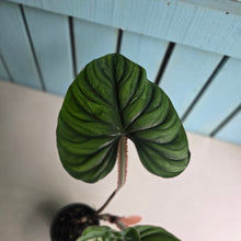 Load image into Gallery viewer, #H60 Philodendron Plowmanii