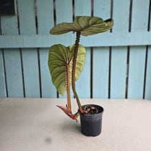 Load image into Gallery viewer, #H60 Philodendron Plowmanii