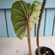 Load image into Gallery viewer, #H60 Philodendron Plowmanii