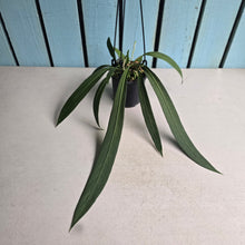 Load image into Gallery viewer, #B8 Anthurium Vittarifolium