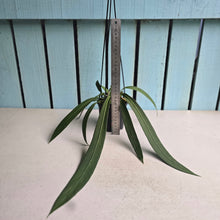 Load image into Gallery viewer, #B8 Anthurium Vittarifolium