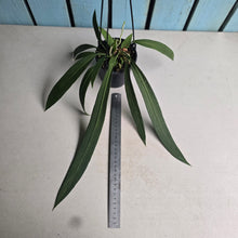 Load image into Gallery viewer, #B8 Anthurium Vittarifolium