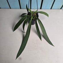 Load image into Gallery viewer, #B8 Anthurium Vittarifolium