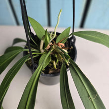 Load image into Gallery viewer, #B8 Anthurium Vittarifolium