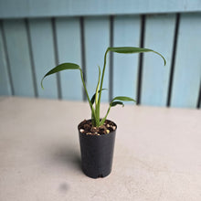Load image into Gallery viewer, #H55 Monstera Burle Marx Flame