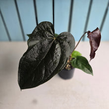 Load image into Gallery viewer, #H107 Anthurium Queen of Hearts