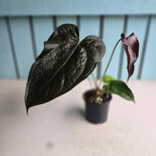 Load image into Gallery viewer, #H107 Anthurium Queen of Hearts