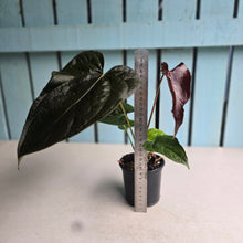 Load image into Gallery viewer, #H107 Anthurium Queen of Hearts