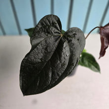 Load image into Gallery viewer, #H107 Anthurium Queen of Hearts