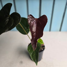 Load image into Gallery viewer, #H107 Anthurium Queen of Hearts