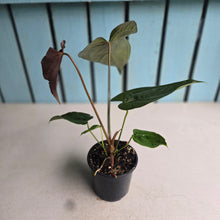 Load image into Gallery viewer, #H107 Anthurium Queen of Hearts