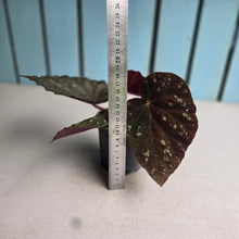 Load image into Gallery viewer, #H75 Begonia Unknown