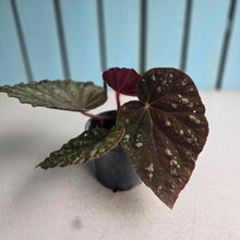 Load image into Gallery viewer, #H75 Begonia Unknown