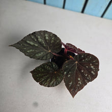Load image into Gallery viewer, #H75 Begonia Unknown