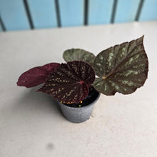 Load image into Gallery viewer, #H75 Begonia Unknown