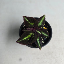 Load image into Gallery viewer, #P5 Sonerila Sp. 'Fluo'