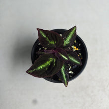 Load image into Gallery viewer, #P5 Sonerila Sp. 'Fluo'