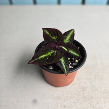 Load image into Gallery viewer, #P5 Sonerila Sp. 'Fluo'