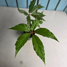 Load image into Gallery viewer, #149 Begonia Carolineifolia