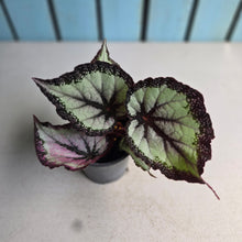 Load image into Gallery viewer, #B27 Begonia Unknown