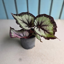 Load image into Gallery viewer, #B27 Begonia Unknown