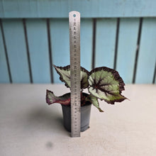 Load image into Gallery viewer, #B27 Begonia Unknown