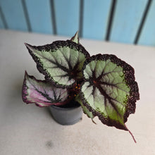 Load image into Gallery viewer, #B27 Begonia Unknown