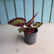 Load image into Gallery viewer, #B27 Begonia Unknown