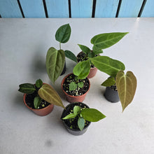 Load image into Gallery viewer, #H24 Baby Anthurium Pack - 5 x NOIDs and 1 x Vittarifolium