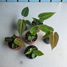 Load image into Gallery viewer, #H24 Baby Anthurium Pack - 5 x NOIDs and 1 x Vittarifolium