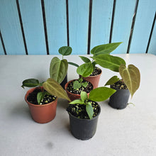 Load image into Gallery viewer, #H24 Baby Anthurium Pack - 5 x NOIDs and 1 x Vittarifolium