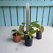Load image into Gallery viewer, #H24 Baby Anthurium Pack - 5 x NOIDs and 1 x Vittarifolium
