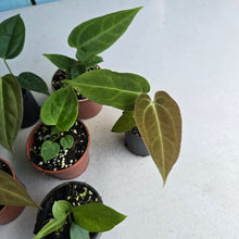 Load image into Gallery viewer, #H24 Baby Anthurium Pack - 5 x NOIDs and 1 x Vittarifolium