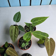 Load image into Gallery viewer, #H24 Baby Anthurium Pack - 5 x NOIDs and 1 x Vittarifolium