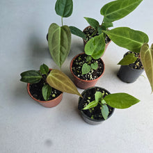 Load image into Gallery viewer, #H24 Baby Anthurium Pack - 5 x NOIDs and 1 x Vittarifolium
