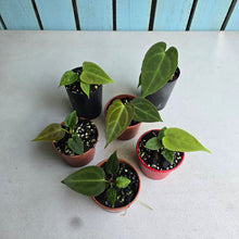 Load image into Gallery viewer, #138 Baby Anthurium NOID Pack - 6 x Plants