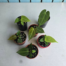 Load image into Gallery viewer, #138 Baby Anthurium NOID Pack - 6 x Plants