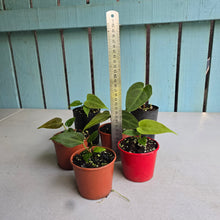 Load image into Gallery viewer, #138 Baby Anthurium NOID Pack - 6 x Plants