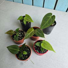 Load image into Gallery viewer, #138 Baby Anthurium NOID Pack - 6 x Plants