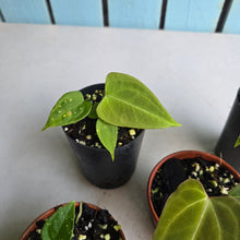 Load image into Gallery viewer, #138 Baby Anthurium NOID Pack - 6 x Plants