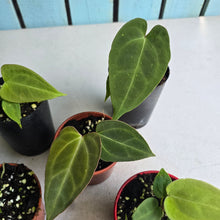 Load image into Gallery viewer, #138 Baby Anthurium NOID Pack - 6 x Plants