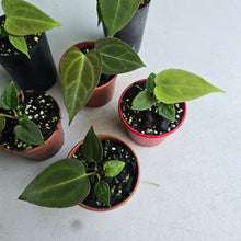 Load image into Gallery viewer, #138 Baby Anthurium NOID Pack - 6 x Plants