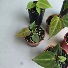 Load image into Gallery viewer, #138 Baby Anthurium NOID Pack - 6 x Plants