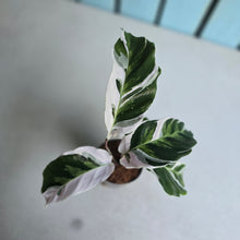 Load image into Gallery viewer, #7 Calathea White Fusion